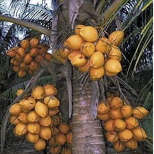 Chowghat Orange coconut seedlings