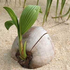coconut seedling
