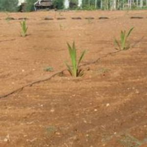 Choosing Site, Season, and Spacing for Coconut Planting