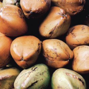 Tips to choose mother seeds and seedlings for coconut cultivation