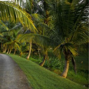 water management for coconut trees