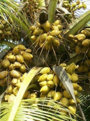 Kuttiyadi Coconut seedling