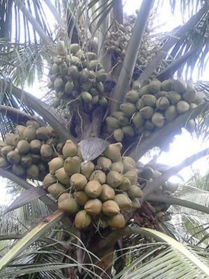 Deejay Coconut seedlings