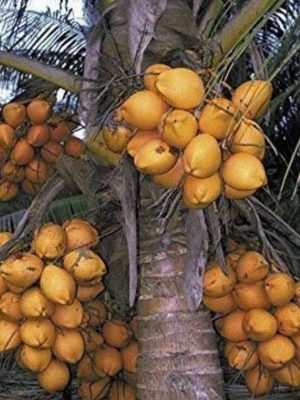 Chowghat Orange coconut seedlings